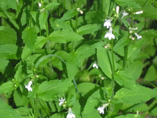 Lobelia Inflata