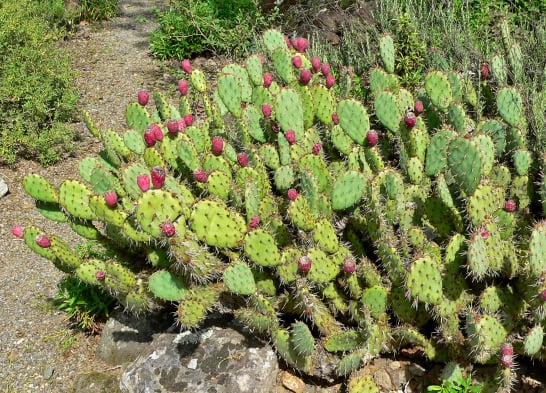 Opuntia Phaeacantha (Prickly Pear Cactus)