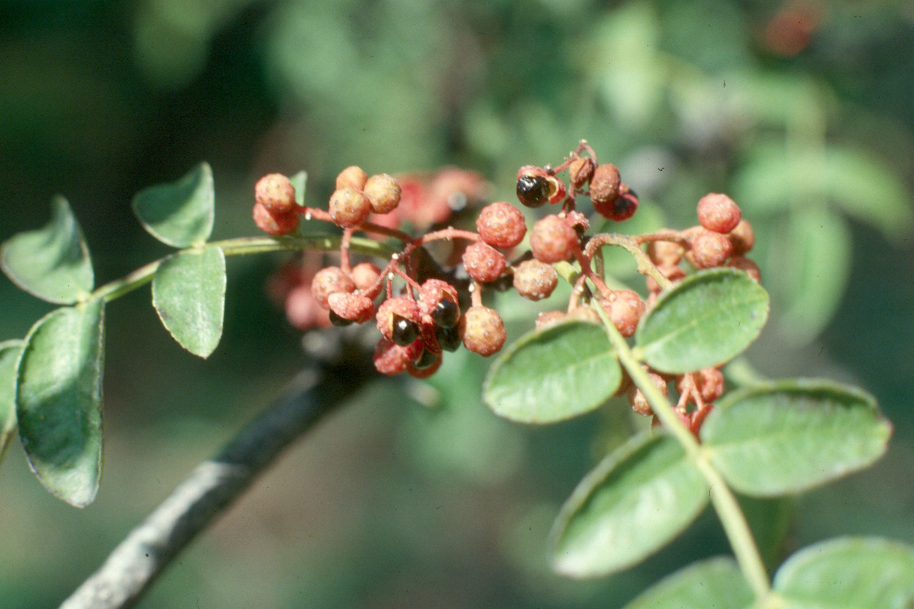 Granular Berberine